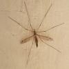 Tipula sp.